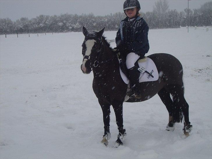 Welsh Mountain (sec A) Lollipop - hjælp...... billede 19