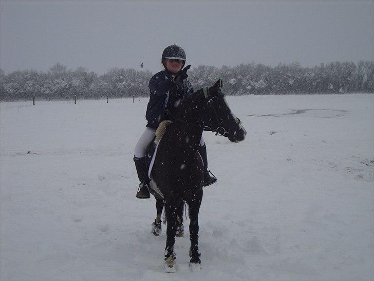 Welsh Mountain (sec A) Lollipop - se der kommer en  billede 20