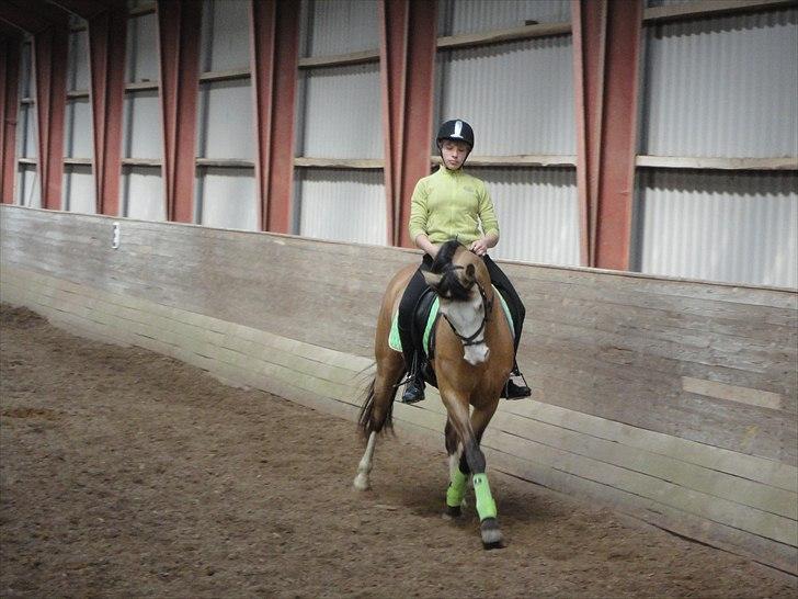 DSP Gloria  B-Pony - vi rider i grønt billede 7