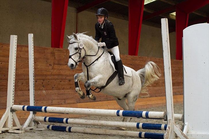 Welsh Cob (sec D) Santo billede 11