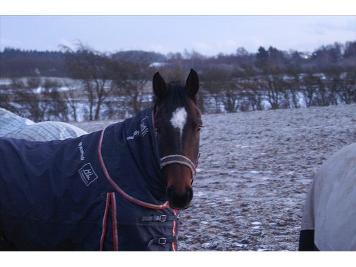 {{currentPhoto.altText}} billede {{currentPhoto.number}}