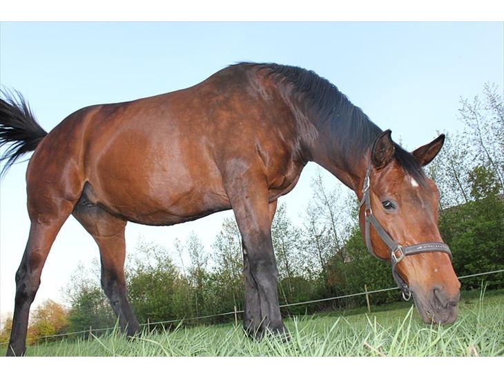 {{currentPhoto.altText}} billede {{currentPhoto.number}}