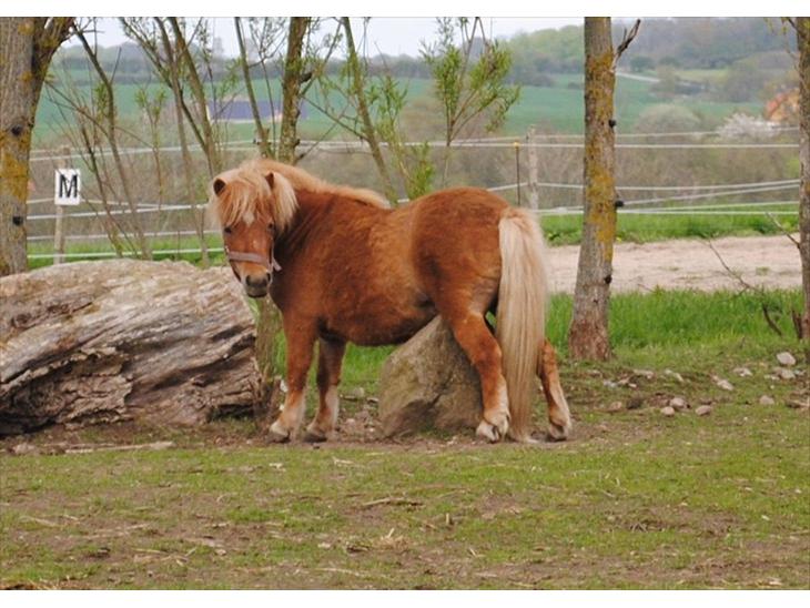 {{currentPhoto.altText}} billede {{currentPhoto.number}}