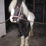 Irish Cob Sascha Eira Snowflake Solgt