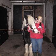 Irish Cob Sascha Eira Snowflake Solgt