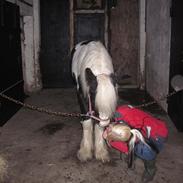 Irish Cob Sascha Eira Snowflake Solgt