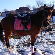 Tysk Varmblod Mirage