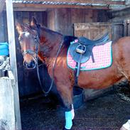 Tysk Varmblod Mirage