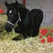 Anden særlig race Bell