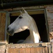 Sportsaraber (A) Petit OX Part