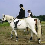 Sportsaraber (A) Petit OX Part