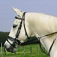 Sportsaraber (A) Petit OX Part