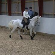 Sportsaraber (A) Petit OX Part