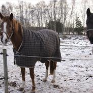 New Forest Langmarksgaards Barbet