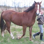 Anden særlig race Cassiopaya