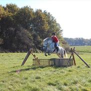 Welsh Pony (sec B) Ramses SOLGT