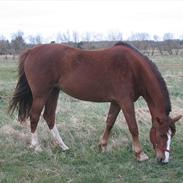 Anden særlig race Cassiopaya