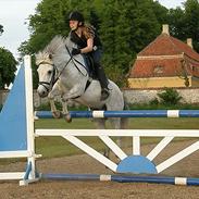 Welsh Pony (sec B) Ramses SOLGT