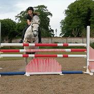 Welsh Pony (sec B) Ramses SOLGT