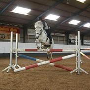 Welsh Pony (sec B) Ramses SOLGT