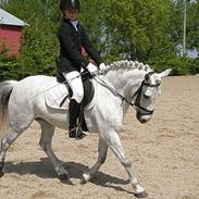 Welsh Pony (sec B) Ramses SOLGT
