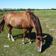 Anden særlig race Cassiopaya