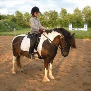 Anden særlig race Skipper Skræk