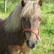 Anden særlig race Tarzan