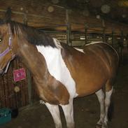 Pinto mørkbak´s narnia (gamle helpart)