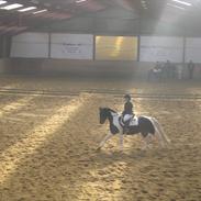 Pinto mørkbak´s narnia (gamle helpart)