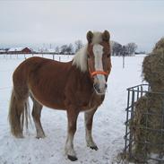 Haflinger vaffe