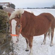 Haflinger vaffe