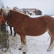 Haflinger vaffe