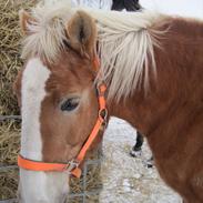 Haflinger vaffe