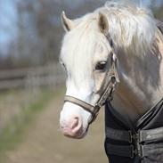 Welsh Pony af Cob-type (sec C) Rosengårdens Nakuma *B-pony*