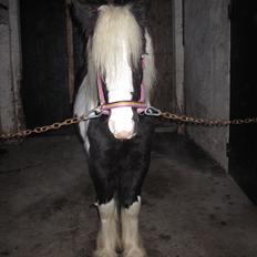 Irish Cob Sascha Eira Snowflake Solgt