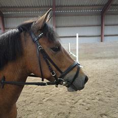 Anden særlig race Zafira  "solgt"