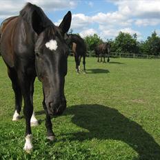 Holstener Fantaghiro' *solgt*