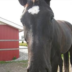 Holstener Fantaghiro' *solgt*