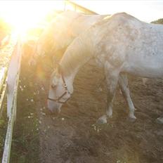 Lipizzaner Dragon