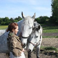 Lipizzaner Dragon