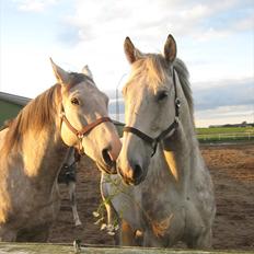 Lipizzaner Dragon