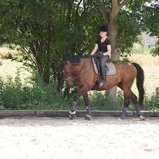 Trakehner Eros