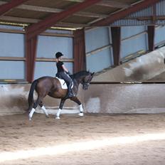 Trakehner Eros