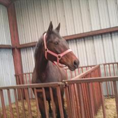 Svensk Varmblod veronica (død)