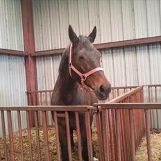 Svensk Varmblod veronica (død)