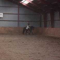 Dansk Varmblod Grosso's filius