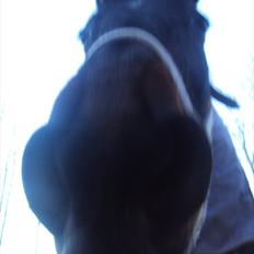 Traver Big But Stupid<3