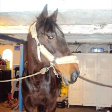 Traver Big But Stupid<3