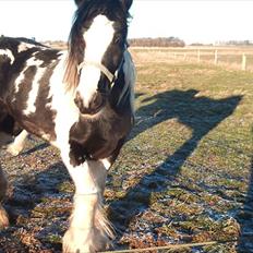 Irish Cob Frigge Eira Snowtime Solgt